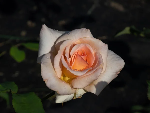 Delicado Totalmente Pétalas Damasco Amarelo Rosa Florescendo Jardim Luz Noite — Fotografia de Stock