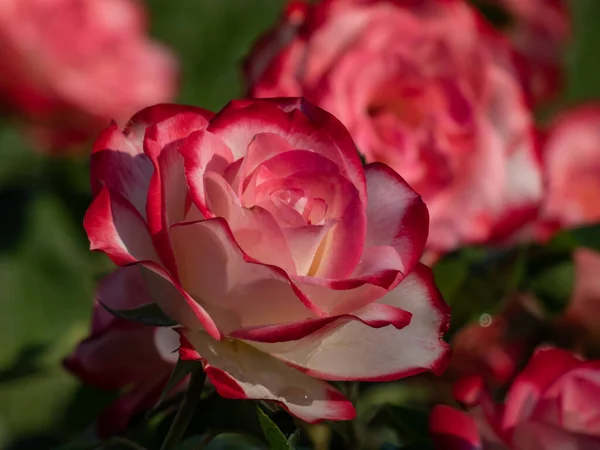 Gros Plan Sur Unique Floribunda Bicolore Rouge Blanc Bordé Rose — Photo