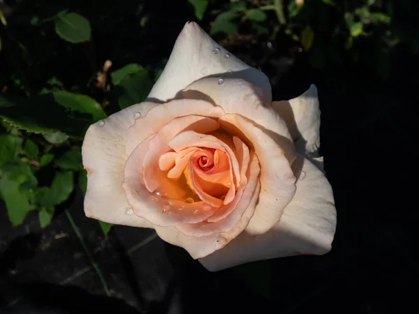 Нежная Полностью Лепестковая Абрикосово Желтая Роза Цветущая Саду Ярком Вечернем — стоковое фото