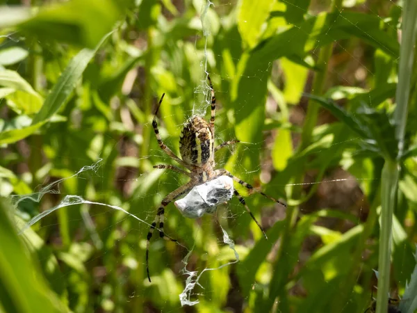 Macro Shot Adult Female Wasp Spider Argiope Bruennichi Yellow Black — Fotografia de Stock