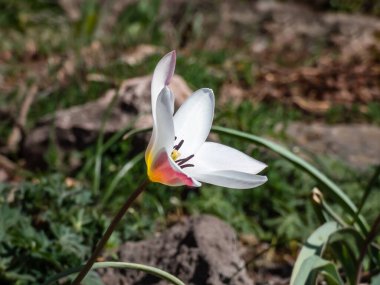 Close up shot of a group of rosy red with white margins on the outside, snow-white tulip on the inside forming a star in sunlight - Tulipa clusiana 'Lady Jane'