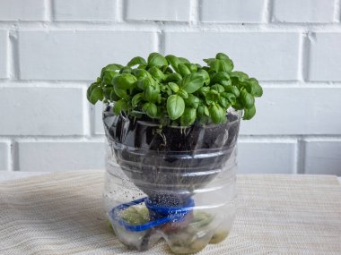 Genç, yeşil, taze fesleğen bitkileri kesilmiş plastik şişeden yapılmış DIY plastik kapta yetişiyor. Evde yetişen küçük, yeşil fesleğen bitkileri geri dönüşümlü şişe ekicinin arka planında beyaz bir duvar var.