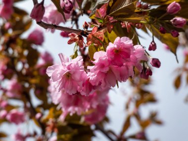 Japonya 'nın güzel, pembe kiraz çiçekleri mavi gökyüzünün altındaki kiraz ağacının dallarında ve gövdesinde çiçek açıyor. Narin ve romantik bahar çiçekleri.