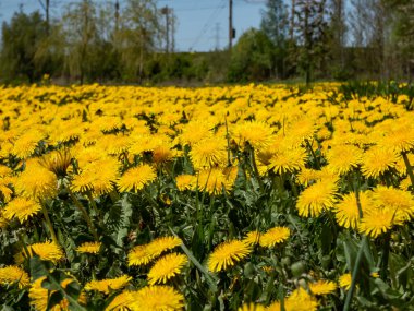 Büyük çiçek tarlasında açan parlak sarı karahindibaların makro görüntüsü (Aslan dişi) yeşil çimenler ve arkaplanda mavi gökyüzü olan sarı karahindibalar.
