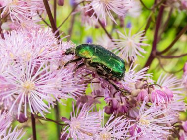 Sibirya kolumbini çayır yakını, Fransız ya da daha büyük çayır yakını (Thalictrum aquilegiifolium), bahçedeki düz tepeli paniğe kapılmış, tüylü pembe çiçek kümeleriyle çiçek açar.