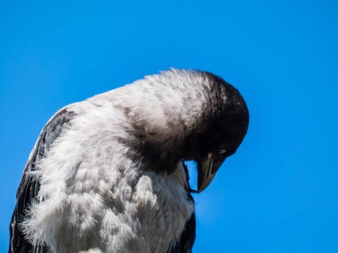 Genç kukuletalı karganın (Corvus cornix) yakın plan resmi. Koyu tüylü ve mavi ve gri gözlü. Arka planda mavi gökyüzü olan parlak güneş ışığı altında bir ağacın dalında oturuyor.