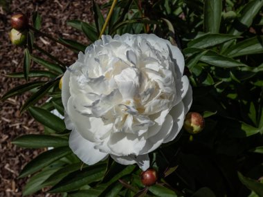 Peony (Paeonia lactiflora) 'Arjantin' yaz başında gösterişli büyük kâse şeklindeki beyaz çiçeklerle çiçek açıyor