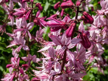 The Burning bush, dittany, gas plant or fraxinella (Dictamnus albus) flowering with five-petalled flowers in colour from pale purple to white with long projecting stamens in the garden