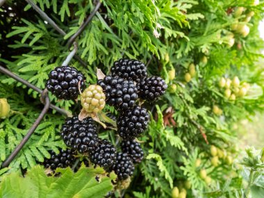 Arka bahçede büyüyen Avrupa çiğ tanesinin (Rubus caesius) yakın plan çekimi. Parlak güneş ışığı altında siyah, olgun meyvelerle.