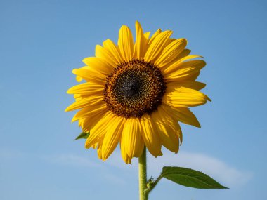 Close-up shot of big, yellow common sunflower (Helianthus) in bright sunlight facing the sun with blue sky in the background. Yellow and blue scenery