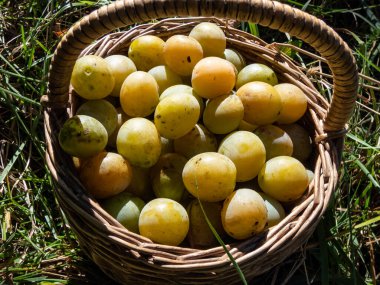 Sonbaharda parlak güneş ışığında yerde sarı eriklerle dolu ahşap bir sepetin yakın plan çekimi.