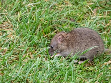 Yeşil çimlerin üzerinde oturan koyu gri ve kahverengi kürklü sıradan farenin (Rattus norvegicus) yakın çekimi