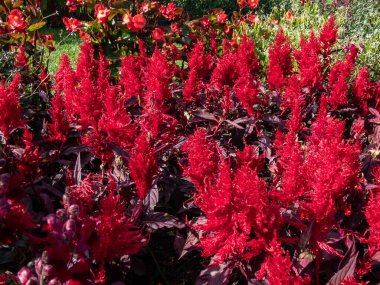 Close-up of Celosia plumosa 'Century Fire' flowering in rich velvety, scarlet and red shades in the garden in summer