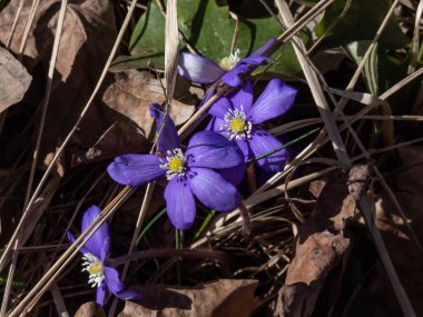Ormanda yaygın olarak görülen hepatika (Anemone hepatica veya Hepatica nobilis), parlak güneş ışığında mor çiçeklerle çiçek açar. Güzel ve narin bahar manzarası