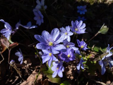 Ortak hepatikanın (Anemone hepatica ya da Hepatica nobilis) yakın çekimi, ormanda gün ışığında mor çiçeklerle çiçek açar. Güzel çiçek bahar manzarası