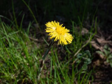 Baharın başlarında yeşil çimen arka planlı sarı çiçekli tek kolesistektomi (Tussilago farfara).