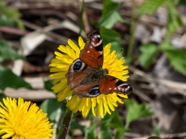 Avrupa tavus kuşu kelebeğinin (Aglais io) sarı karahindiba çiçeğinin yakın plan görüntüsü