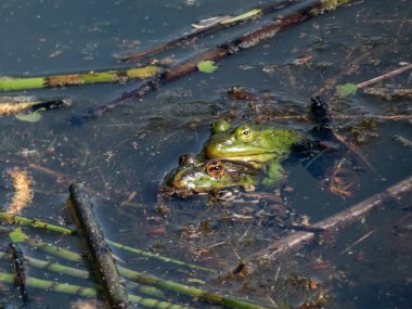 Yazın yeşil yapraklar ve bitkiler arasında suda yüzen yaygın su kurbağası (Pelophylax esculentus) grubu