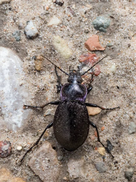매크로 딱정벌레 청동캐러 Carabus Nemoralis 커다랗고 딱정벌레로서 있으며 리트라 무지개 — 스톡 사진