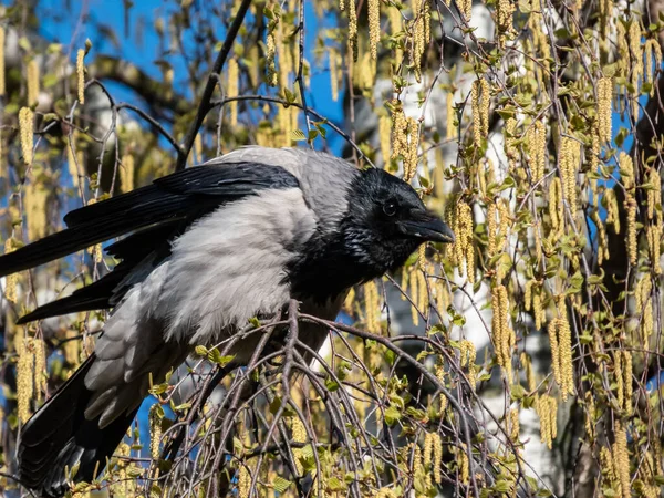 Beautiful Close Shot Hooded Crow Corvus Cornix Sitting Birch Tree — Stock Fotó