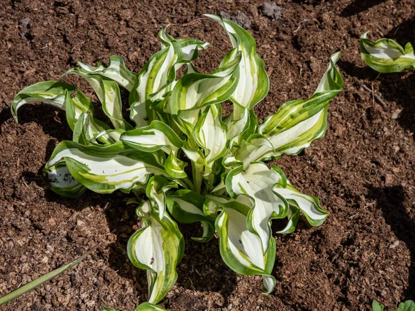 stock image Attractive Wavy Plantain lily (Hosta undulata) with dense mounds of showy green leaves, wavy margined with creamy markings growing in spring