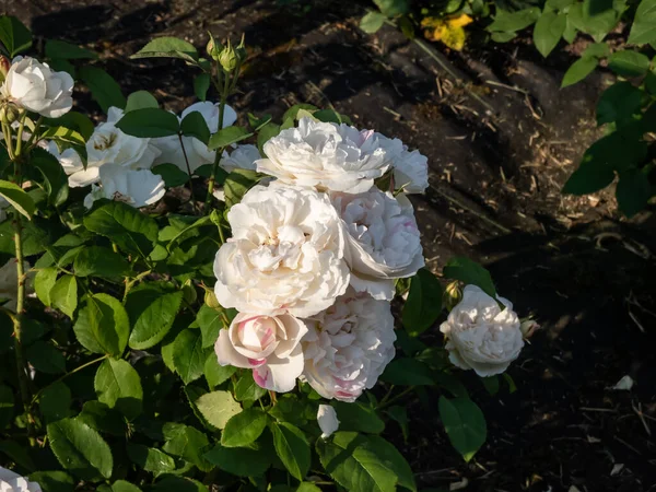 \'Winchester Cathedral\' English Shrub Rose Bred By David Austin blooming with medium-sized, loose petalled, white with a touch of pink rosettes in the garden in summer