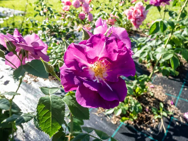 Роза Можливо Блакитному Квітуча Напів Подвійними Квітками Глибокої Фіолетової Величини — стокове фото