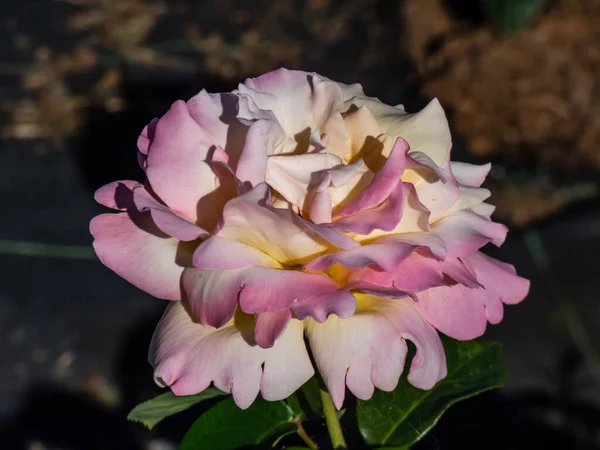 Гибридный Чай Розы Глория Dei Грех Peace Madame Antoine Felland — стоковое фото