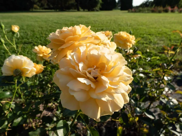 Роза Золоті Роки Цвіте Грудьми Слабко Ароматних Пристебнутих Повністю Подвійних — стокове фото