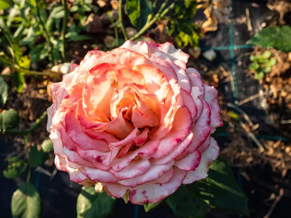 Rózsa Duett Virágzó Krém Rózsaszín Virágok Barackos Közepén Kertben Napsütésben — Stock Fotó