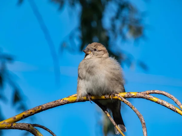 나뭇가지에 깃털이 Passer Domesticus 의아름다운 — 스톡 사진