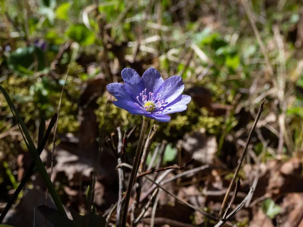 森の中の太陽の下で紫色の花で咲く一般的な肝斑 アネモネ肝斑または肝斑 のクローズアップ 美しい花の春の風景 — ストック写真
