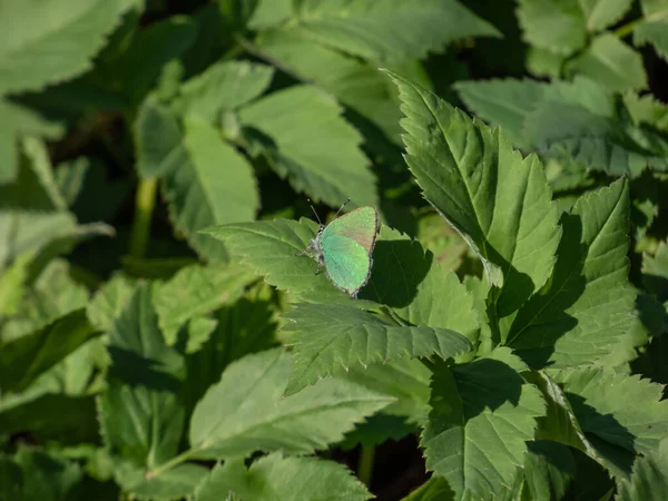 绿色发带的巨无霸 Callophrys Rubi 栖息在绿叶上 双翼紧闭 花园底面呈明显的亮绿色 — 图库照片