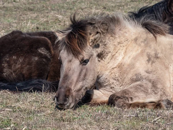 Close Cavalos Poloneses Semi Selvagens Konik Com Pele Inverno Relaxante — Fotografia de Stock
