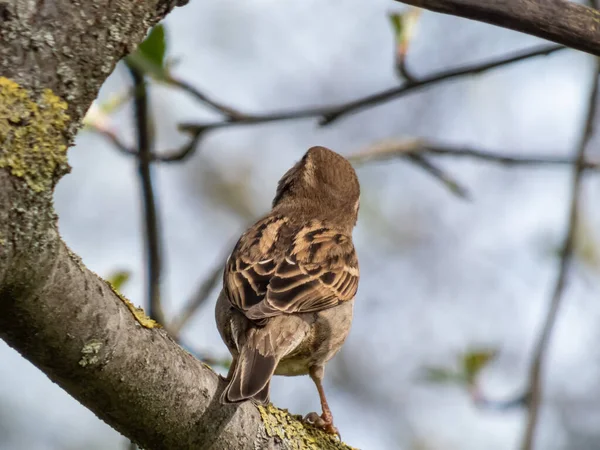 Beautiful Close Shot Female House Sparrow Passer Domesticus Sitting Tree — 스톡 사진