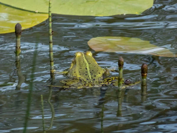 夏に緑の葉や植物の間で水の中で泳ぐ一般的な水カエルや緑のカエル Pelophylax Esculentus のクローズアップショット — ストック写真