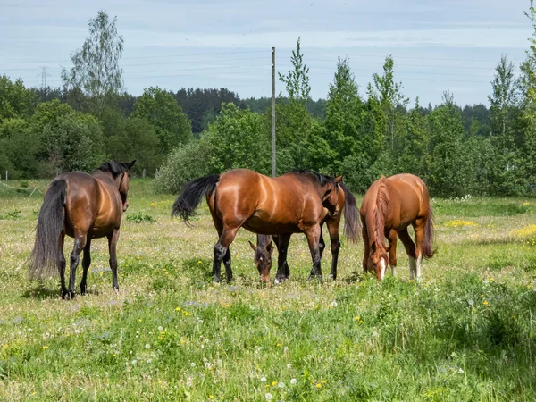 Grupo Cavalos Castanhos Com Cauda Preta Caminhando Pasto Verde Com — Fotografia de Stock