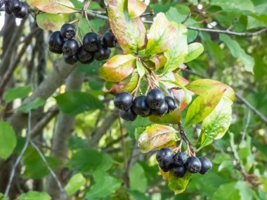 Big, ripe aronia (chokeberries) berries growing and maturing in clusters on a shrub branches among wooden fence on a sunny day in summer