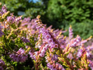 Macro of Calluna vulgaris 'Dart's Flamboyant' with bronze-yellow foliage flowering with mauve flowers in sunlight in summer and early autumn. Floral background