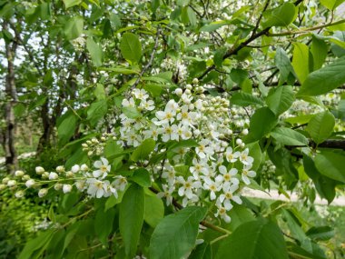 Kuş kirazı, böğürtlen, böğürtlen ya da mayday ağacı (Prunus padus) gibi beyaz çiçeklerin tam çiçeklenme anında yakın plan görüntüsü. Baharda sarkık uzun kümelerde (ırklar) beyaz çiçekler