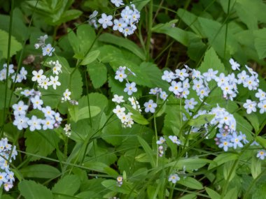 Gökyüzü mavisi bahar çiçekleri - ağaçtan unutma beni çiçekleri (Myosotis sylvatica) yazın güneş ışığında ormanda büyür ve çiçek açar