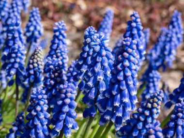 Bahçede çiçek açan Ermeni üzümlü sümbül veya bahçe üzümlü sümbülü (Muscari ermeniacum x pallens) yakın çekim