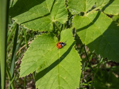 Yedi noktalı uğur böceğinin (Coccinella septempunctata) karaya oturması. Elytra kırmızıdır, her biri üç siyah noktayla noktalanır, iki kavşağın üzerinde bir tane vardır.