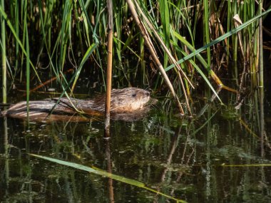 Misk faresi (Ondatra zibethicus) - orta büyüklükte yarı su kemirgeni ile kaplıdır.