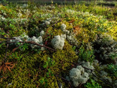 The Star-tipped cup lichen (Cladonia stellaris) that forms continuous mats and it forms distinct cushion-shaped patches and have dense branching