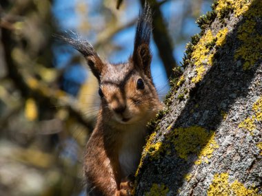 Kırmızı Sincap 'ın (Sciurus vulgaris) yakın plan portresi. Arkaplanda bulanık mavi gökyüzü ve dalları olan bir dalda oturan yaz portakalı ve kahverengi ceketli.