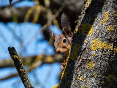 Kırmızı Sincap 'ın (Sciurus vulgaris) yakın plan portresi. Arkaplanda bulanık mavi gökyüzü ve dalları olan bir dalda oturan yaz portakalı ve kahverengi ceketli.