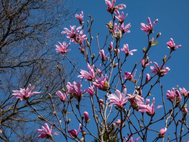 Çiçek açan yıldız manolyasının pembe yıldız şeklindeki çiçeklerine yakın çekim - Magnolia stellata cultivar 'Rosea' nın parlak güneş ışığı altında arka planda mavi gökyüzü