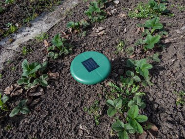 Ultrasonic, solar-powered mole repellent or repeller device in the soil in a vegetable bed among small plants in the garden. Device with beeping to keep out pests clipart
