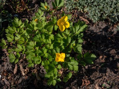 Haşhaş (Hylomecon japonica) gelincik benzeri koyu sarı çiçekleri baharın sonundan yaza kadar taşır.